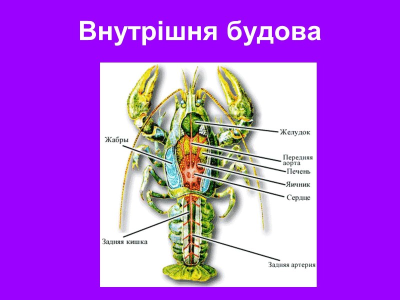 Внешнее строение речного краба