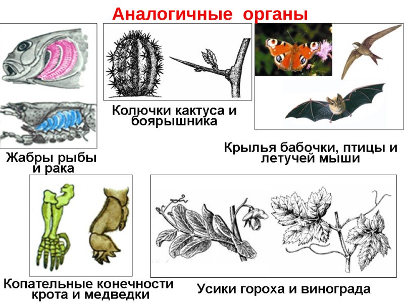 Мандибулы у ракообразных