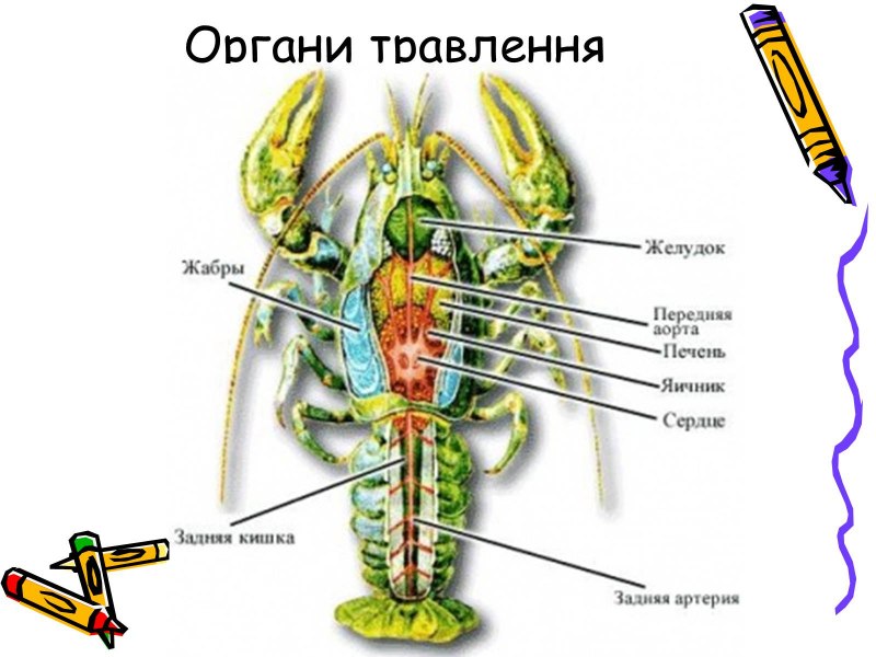 Русская рыбалка 4 Ахтуба