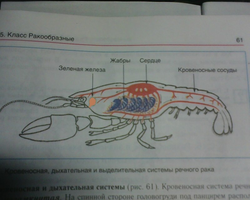 Класс ракообразные питание
