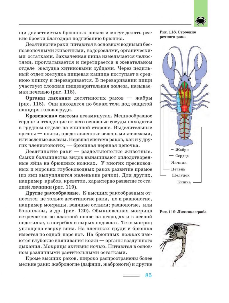 Десятиногие ракообразные строение