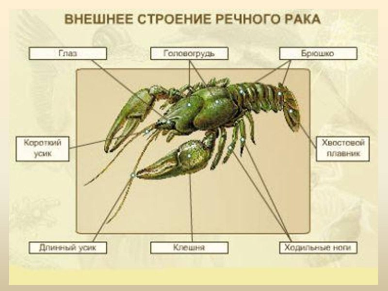 Членистоногие ракообразные внутреннее строение
