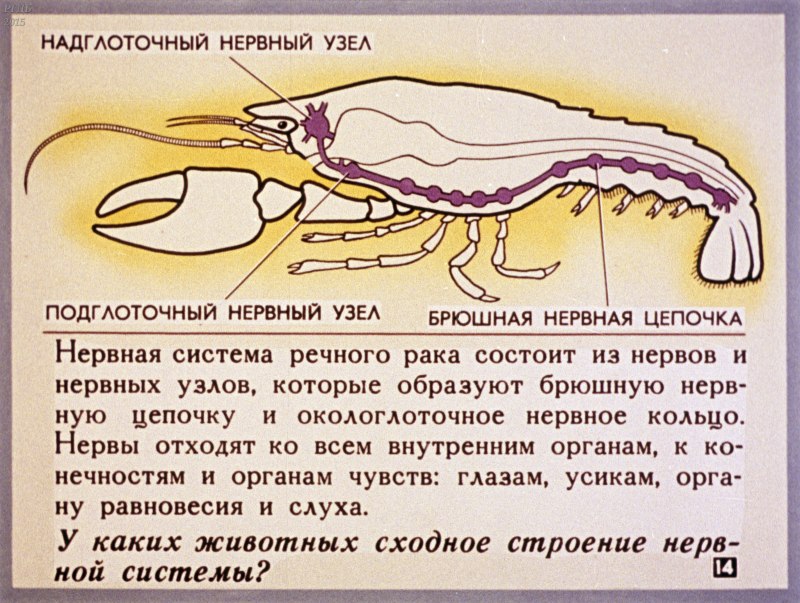 Многощетинковые черви жабры