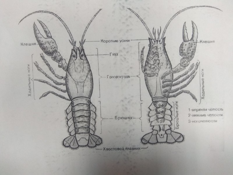 Рисунок креветки с подписанными частями тела
