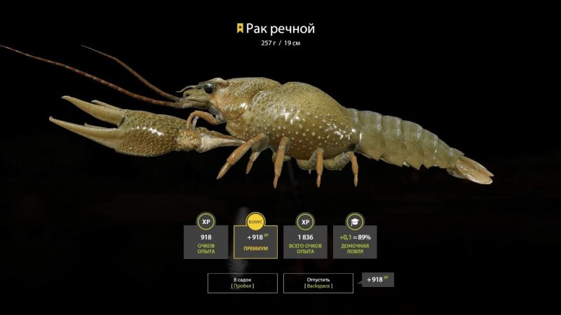 Рачок Eusirus Holmii