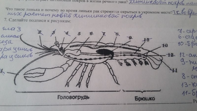 Креветка раскраска