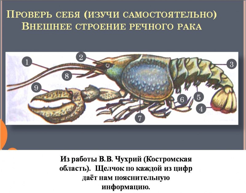 Костные рыбы дыхательная система система
