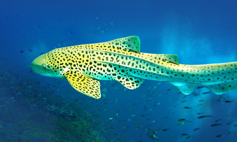 Зебровая акула (Zebra Shark)