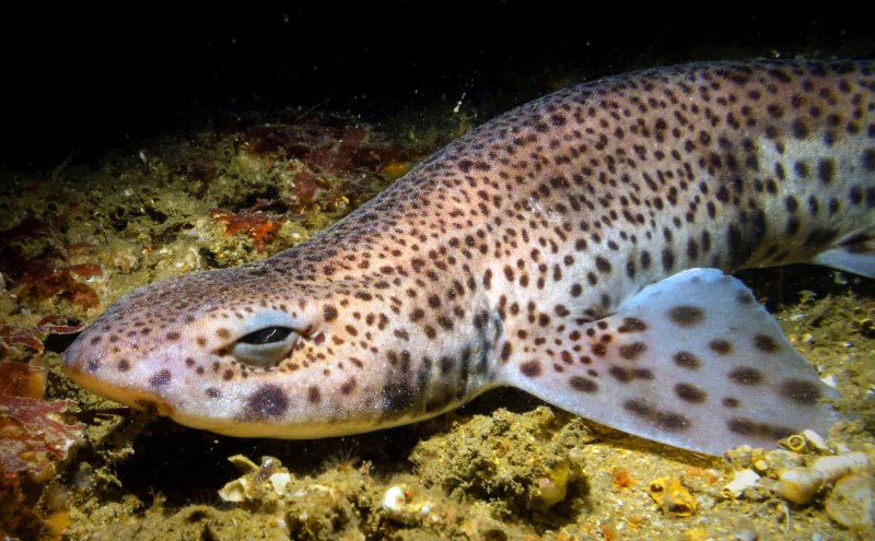 Stegostoma fasciatum