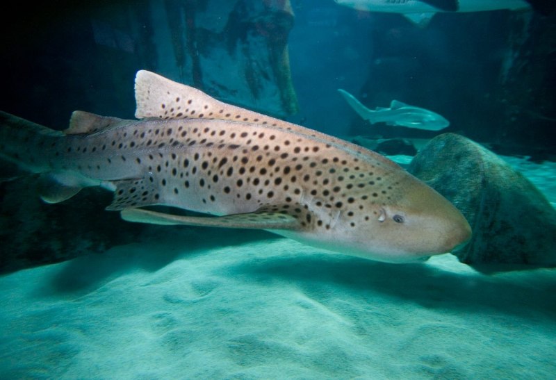Stegostoma fasciatum