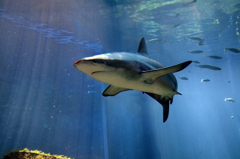 Stegostoma fasciatum
