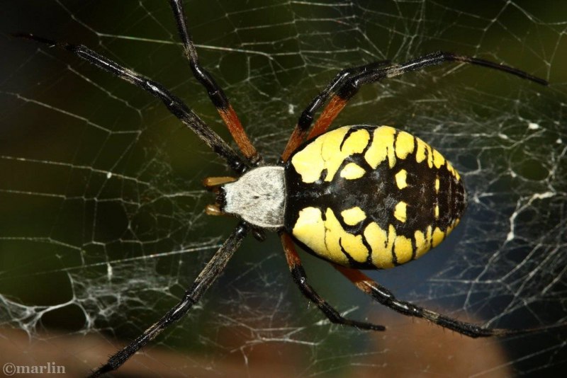 Паук Argiope aurantia информация