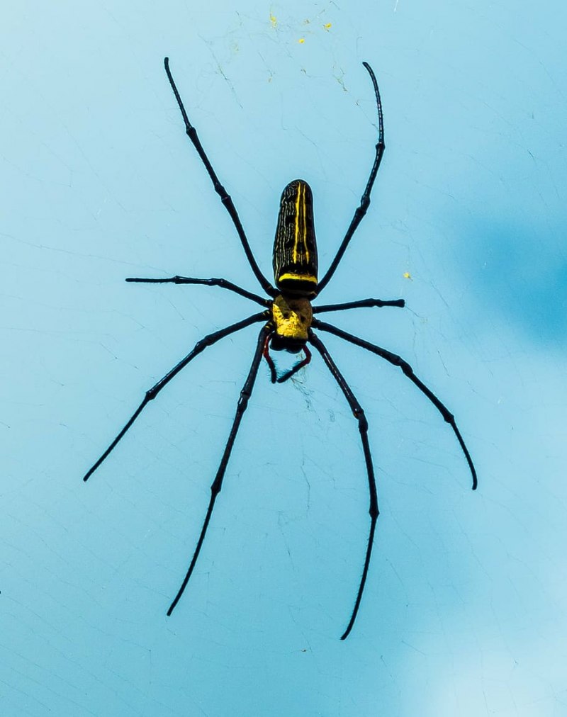 Araneus Quadratus Луговой крестовик