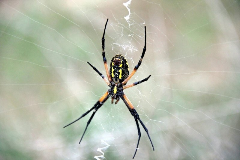 Argiope aurantia
