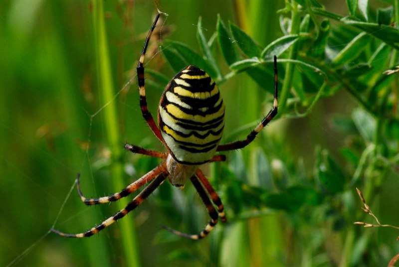 Argiope trifasciata (Banded Garden Spider) паук
