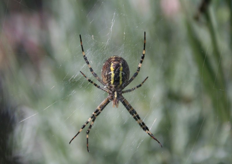 Argiope aurantia паук