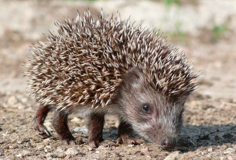 Ёж Даурский (Mesechinus dauuricus Sundeval, 1841)