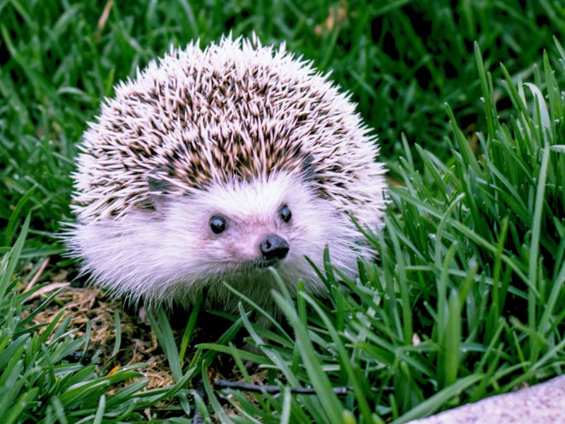 Erinaceus europaeus