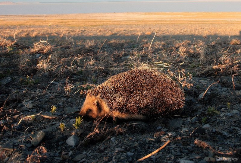 Даурский еж Забайкальский край