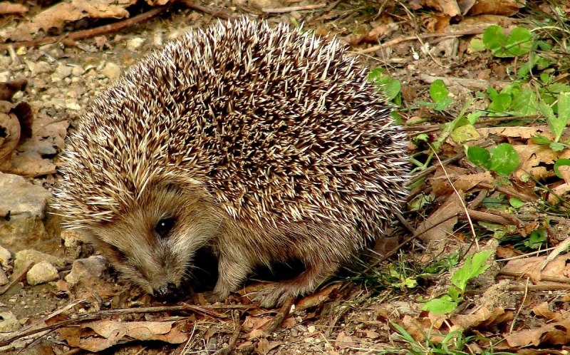 Erinaceus europaeus, ареал