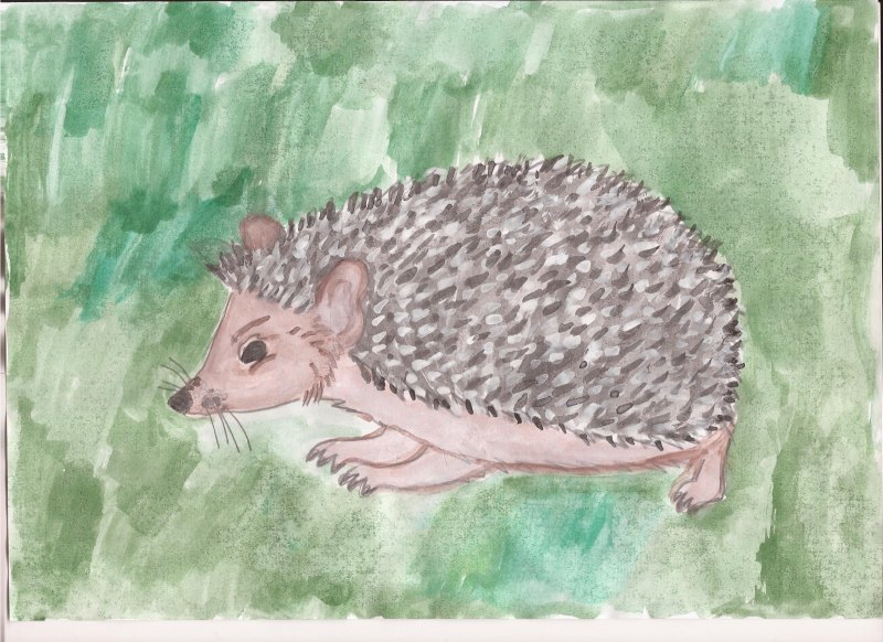 Южный ёж(Erinaceus concolor)