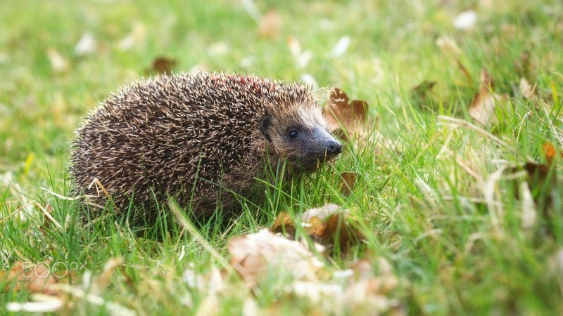 Erinaceus europaeus