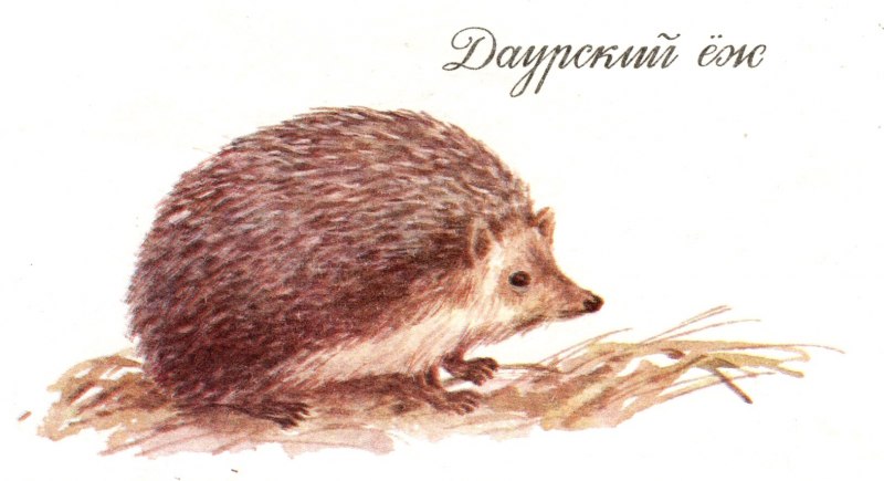 Даурский ёж