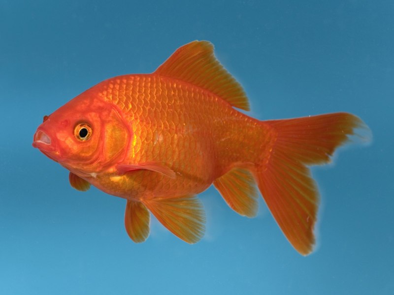 Обыкновенная Золотая рыбка (Carassius auratus)