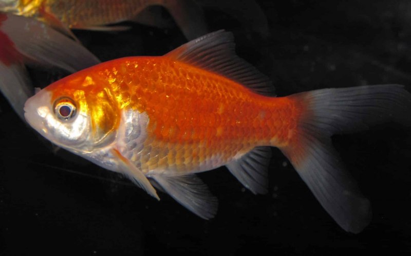 Карась Carassius auratus