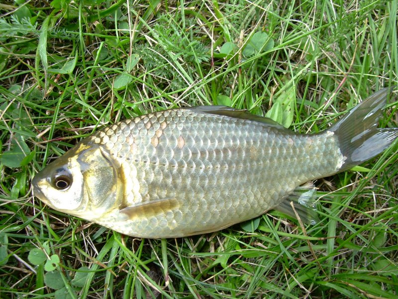 Carassius auratus серебряный карась