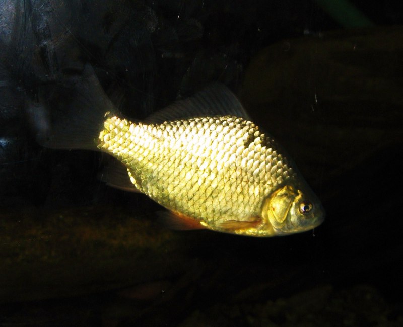 Золотой (обыкновенный) карась Carassius Carassius