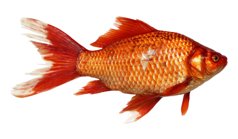 Карась золотой Carassius Carassius