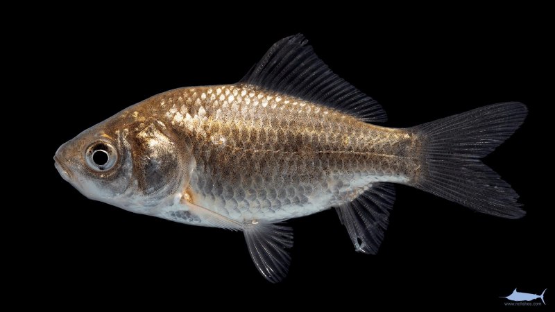 Карась Carassius auratus