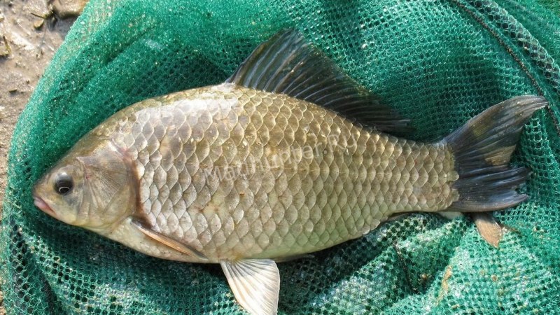 Карась обыкновенный Carassius Carassius