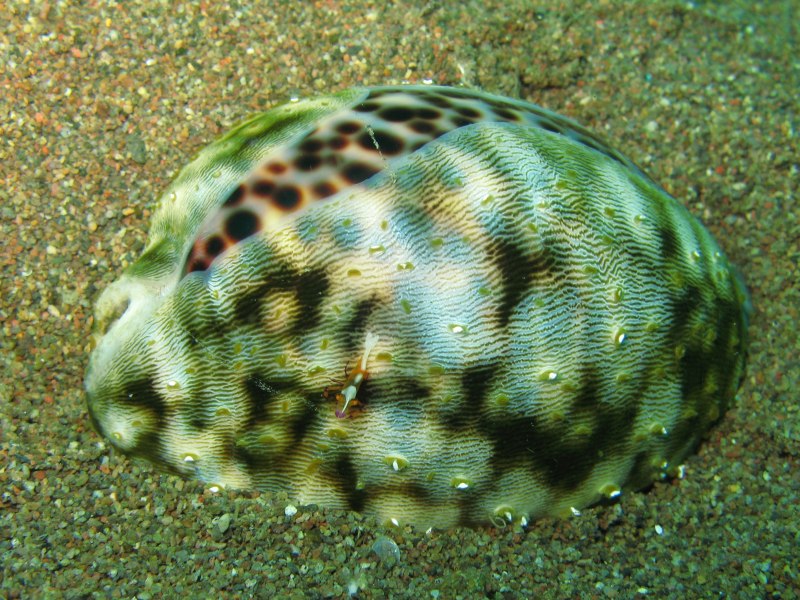 Ципрея Тигрис Cypraea Tigris