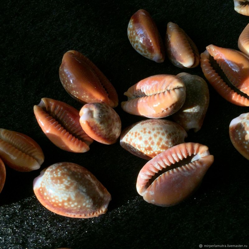 Раковины морского моллюска Каури