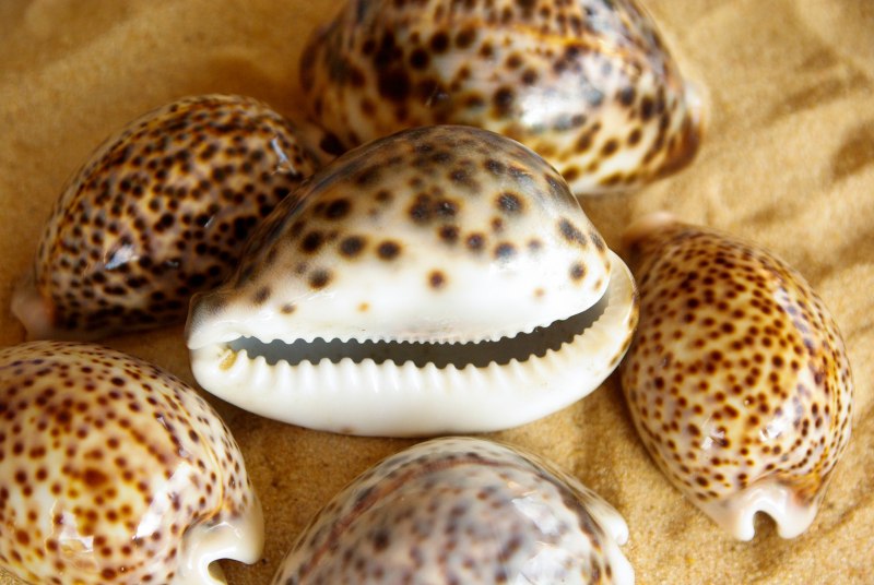 Раковины Каури
