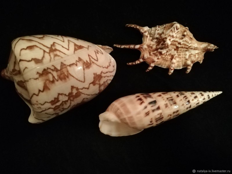 Ракушка Лямбис
