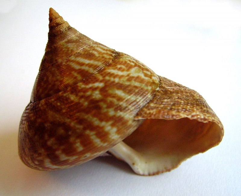 Раковины морского моллюска Каури