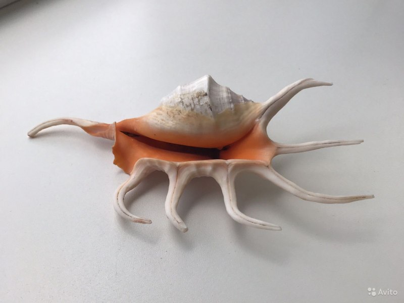 Морские раковины Каури