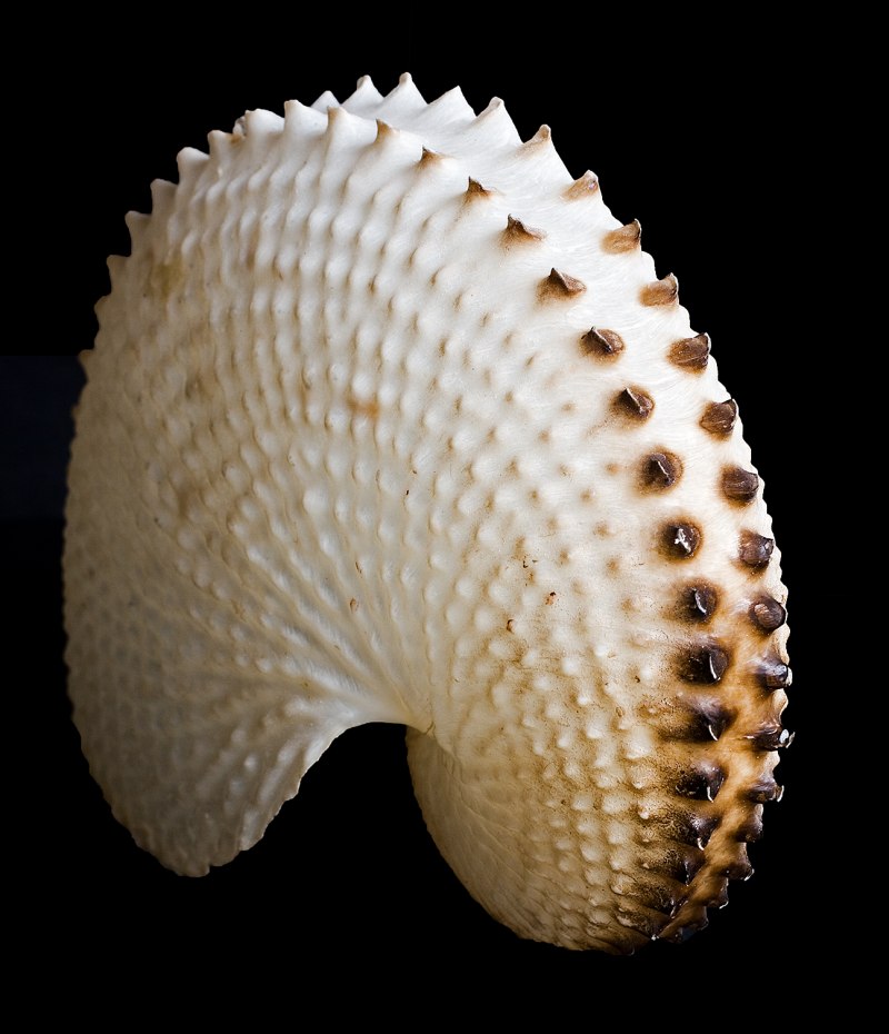 Морская Ракушка petricola Lithophaga