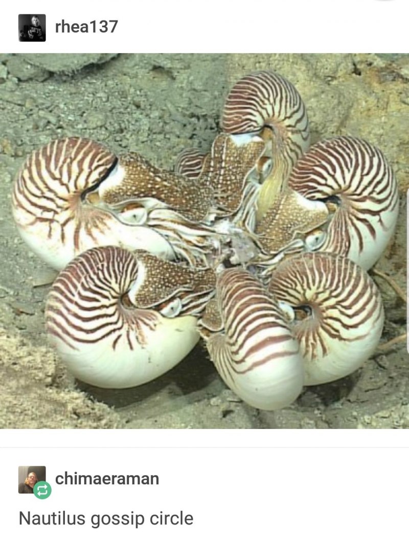 Морская раковина Тритон
