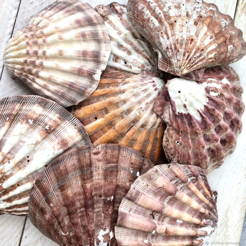 Морские раковины Доминиканы