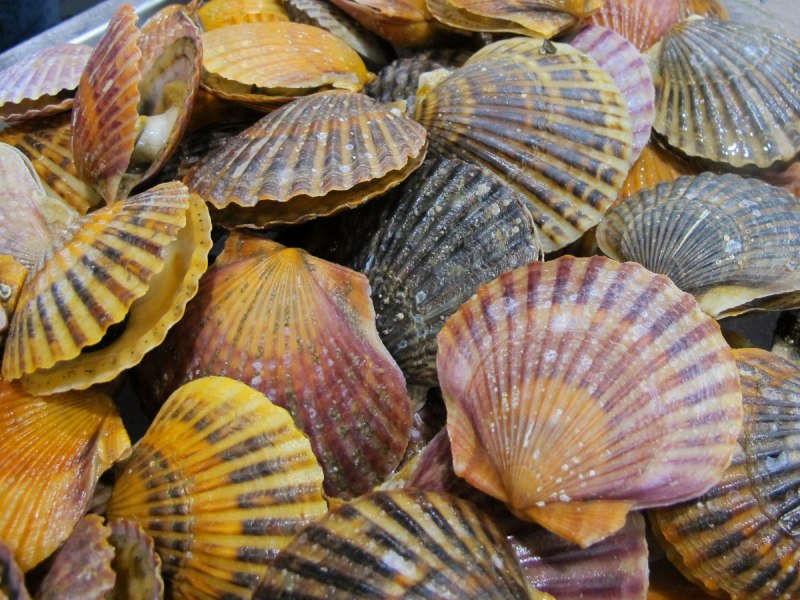 Раковины Каури деньги