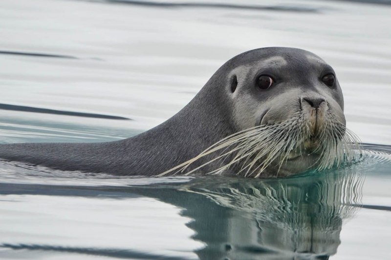 Морской заяц Erignathus barbatus