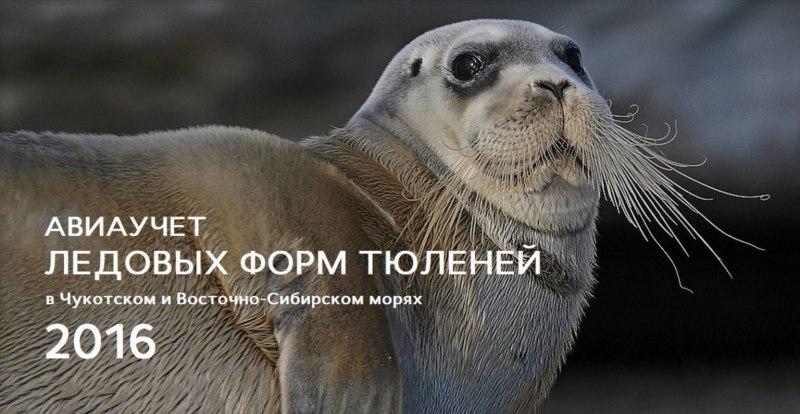 Морские зайчики Лахтак