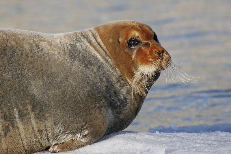 Коричневый морской заяц