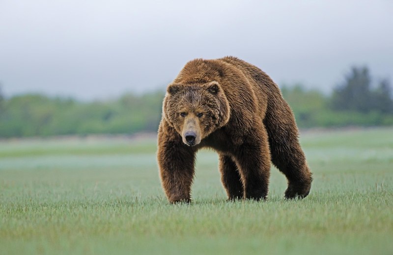 Очковый медведь Tremarctos ornatus