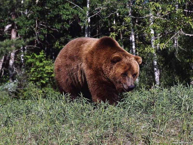 Домашний черный медведь