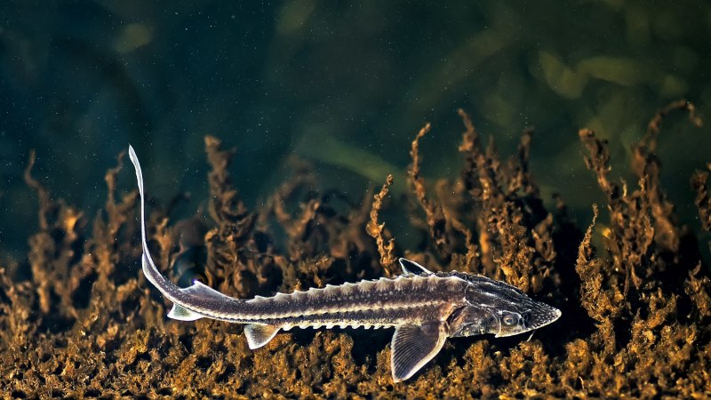 Севрюга – Acipenser stellatus Pallas, 1771